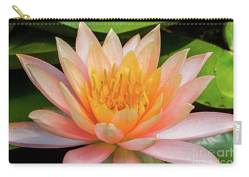 Apricot Zip Pouch featuring the photograph Water Lily by Jo Ann Gregg