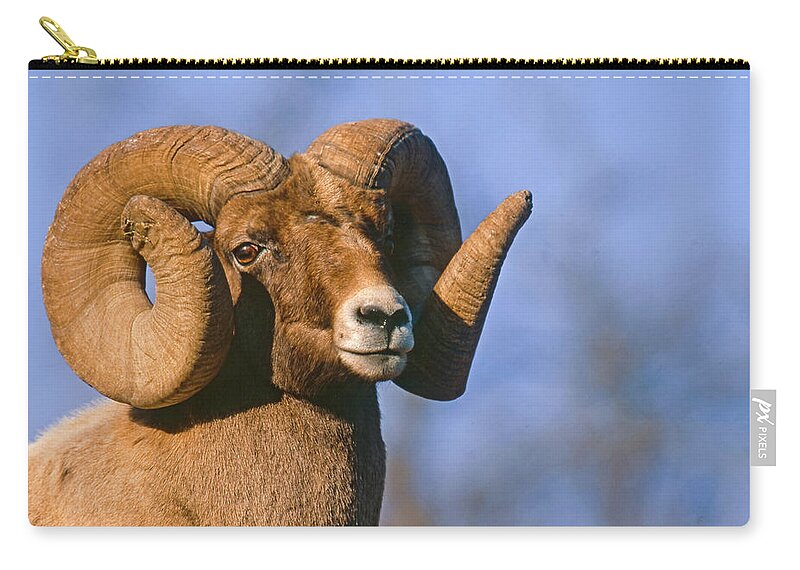 Mark Miller Photos Zip Pouch featuring the photograph Waterton Canyon Ram by Mark Miller