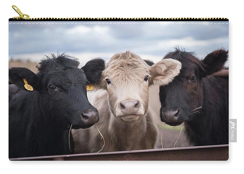 Cows Carry-all Pouch featuring the photograph We Three Cows by Holden The Moment