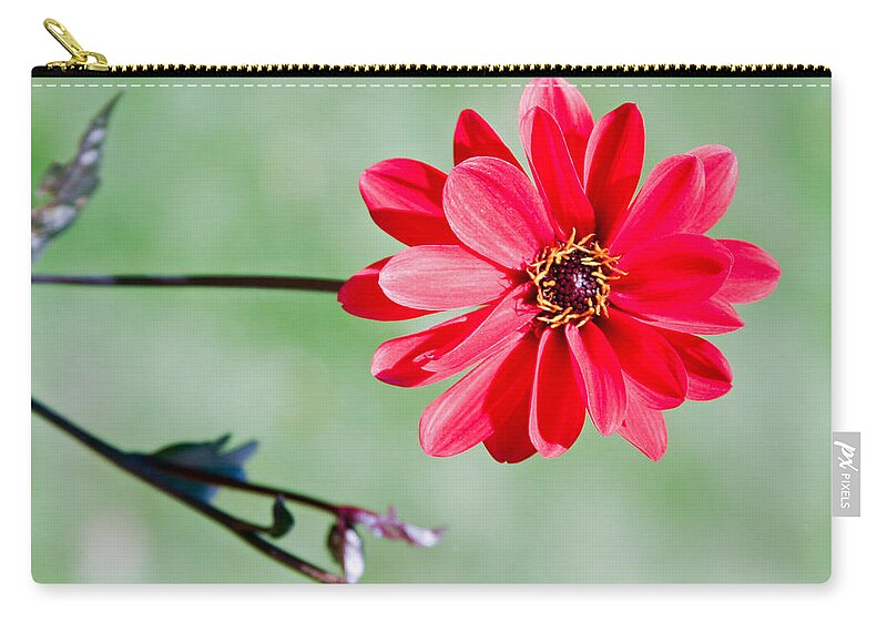Photographic Art Zip Pouch featuring the photograph Weir Farm Blossom by Rick Locke - Out of the Corner of My Eye