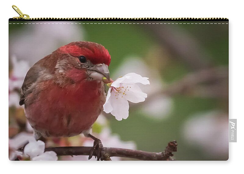 Terry D Photography Zip Pouch featuring the photograph Welcome Spring House Finch with Flower by Terry DeLuco