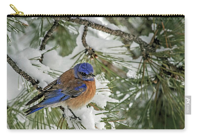 Sialia Mexicana Zip Pouch featuring the photograph Western Bluebird in a Snowy Pine by Dawn Key