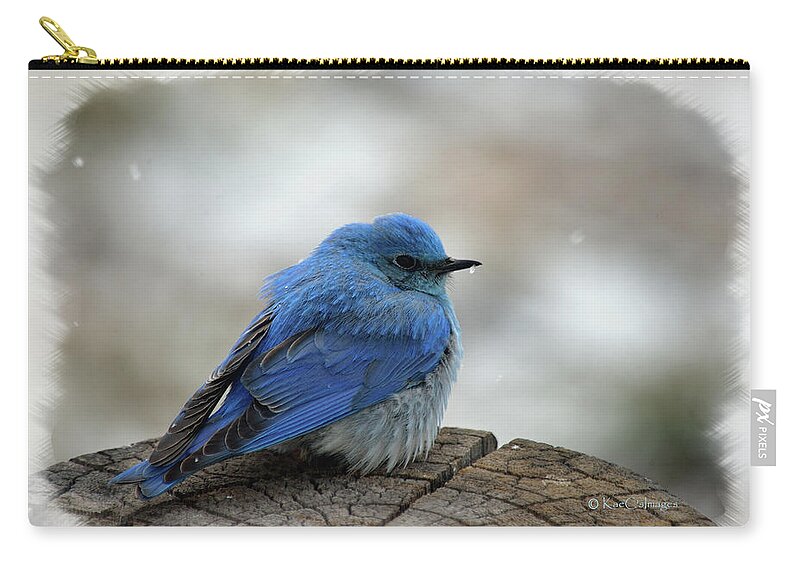 Western Bluebird Carry-all Pouch featuring the photograph Mountain Bluebird on Cold Day by Kae Cheatham