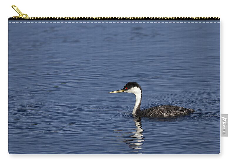 Western Zip Pouch featuring the photograph Western Grebe in late afternoon light by David Watkins
