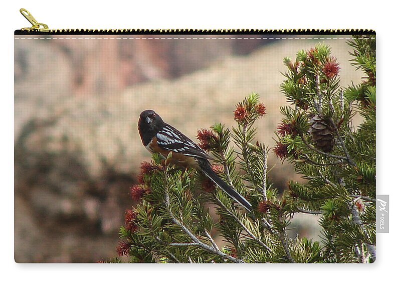 Bird Zip Pouch featuring the photograph Western Spotted Towhee by Carl Moore