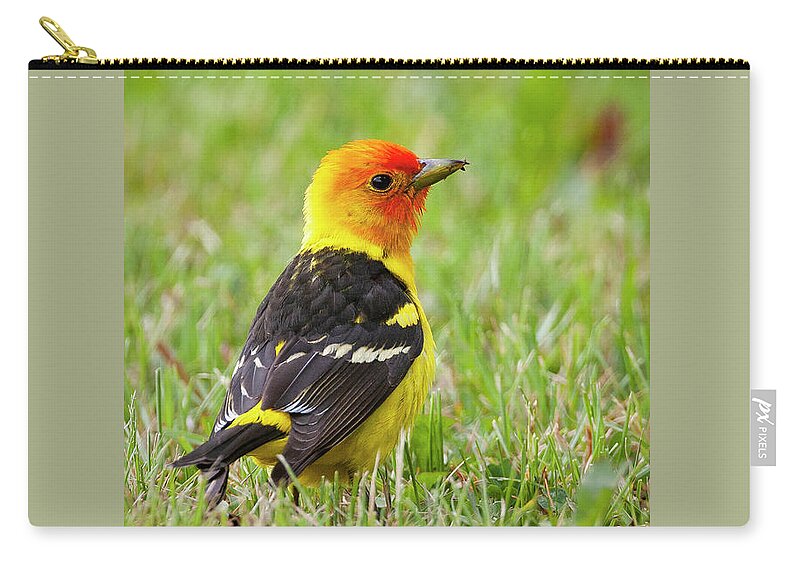 Mark Miller Photos Zip Pouch featuring the photograph Western Tanager by Mark Miller