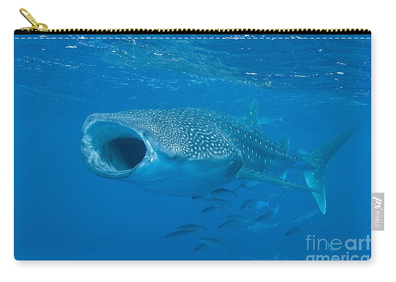Maldives Zip Pouch featuring the photograph Whale Shark, Ari And Male Atoll by Mathieu Meur