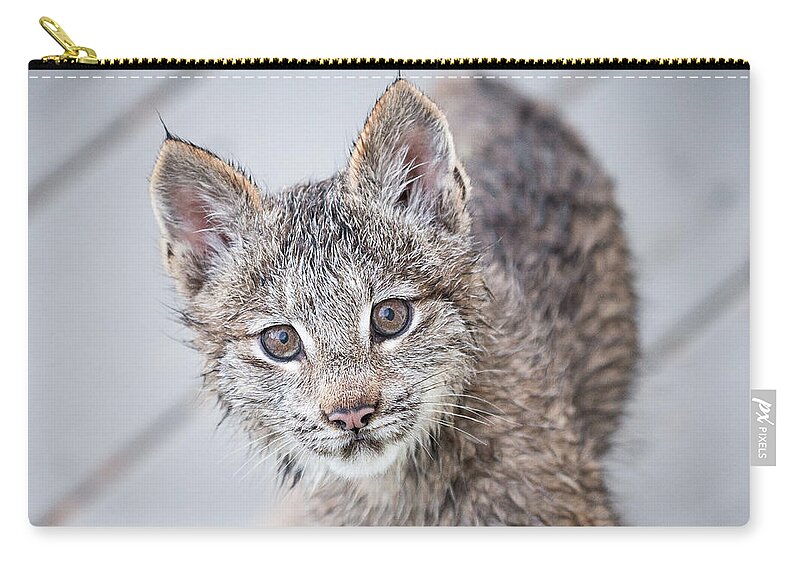 Lynx Zip Pouch featuring the photograph What ARE You by Tim Newton
