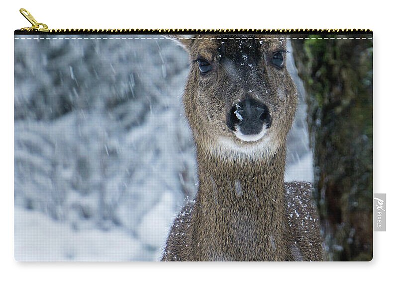 Deer Zip Pouch featuring the photograph What is this - 365-280 by Inge Riis McDonald