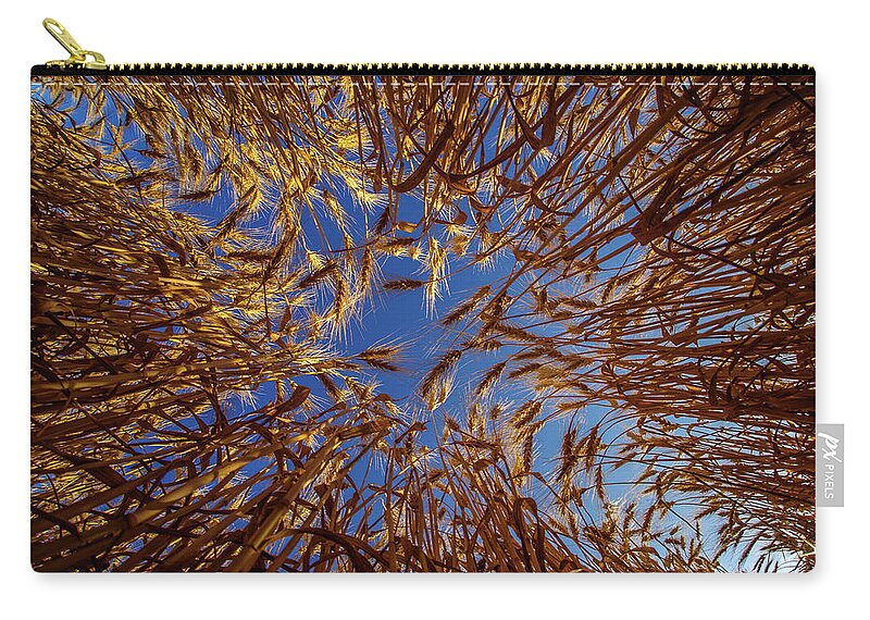 Wheat Bug's Eye Fisheye Barley Grain Sky Looking Up Blue Gold Nd North Dakota Farming Agriculture Harvest Golden Amber Waves Zip Pouch featuring the photograph Wheat - Bugs eye view by Peter Herman