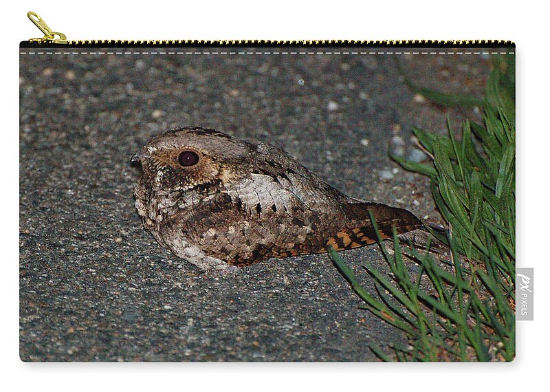 Whip-poor-will Zip Pouch featuring the photograph Whip-poor-will by Nancy Landry