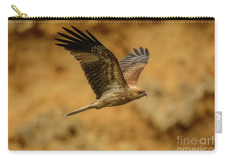 Bird Zip Pouch featuring the photograph Whistling Kite 02 by Werner Padarin