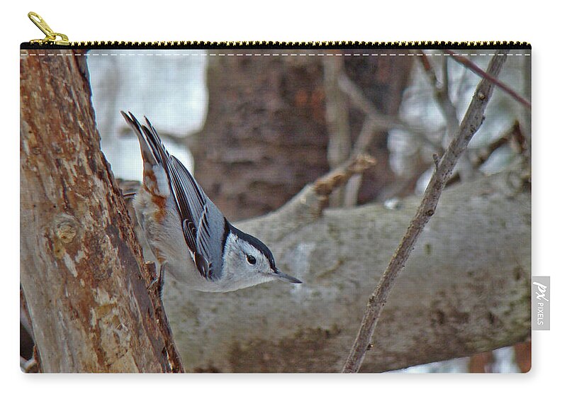 Nuthatch Zip Pouch featuring the photograph White Breasted Nuthatch - Sitta carolinensis by Carol Senske