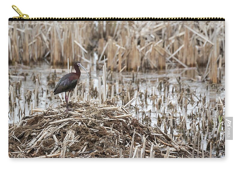 White-faced Ibis (plegadis Chihi) Zip Pouch featuring the photograph White-faced Ibis 2017-1 by Thomas Young