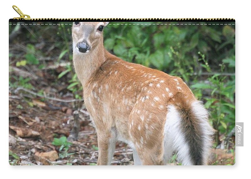 Fawn Zip Pouch featuring the photograph White Tail Fawn by Kelly Kennon