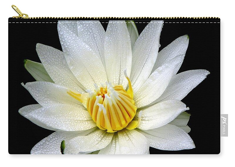 Waterlily Zip Pouch featuring the photograph White Waterlily with Dewdrops by Rose Santuci-Sofranko