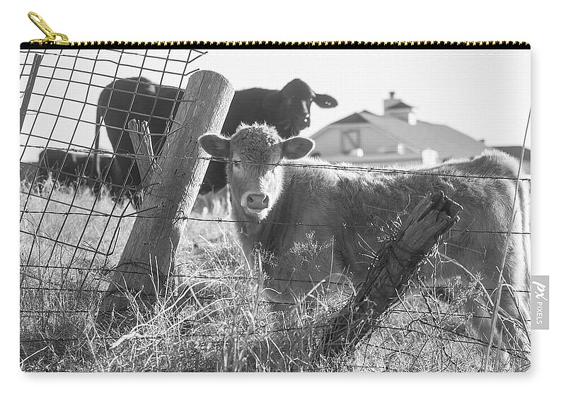 Cows Zip Pouch featuring the photograph Who Are You, Angus cows seem to ask by Toni Hopper