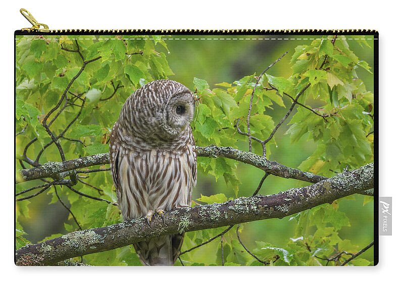 Birds Zip Pouch featuring the photograph Who, Who, I See You by Ron Dubreuil
