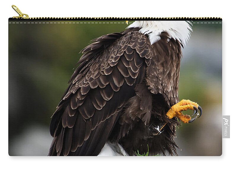 United States Zip Pouch featuring the photograph Who's Back There? -- Bald Eagle at Sitka, Alaska by Darin Volpe