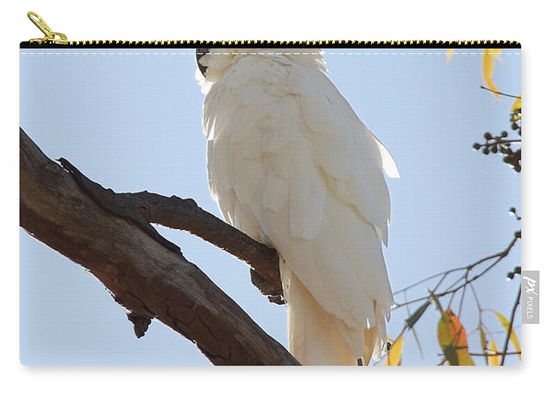 Who's That Cockatoo? Zip Pouch featuring the photograph Who's That Cockatoo? -- Sulfur Crested Cockatoo in New South Wales, Australia by Darin Volpe