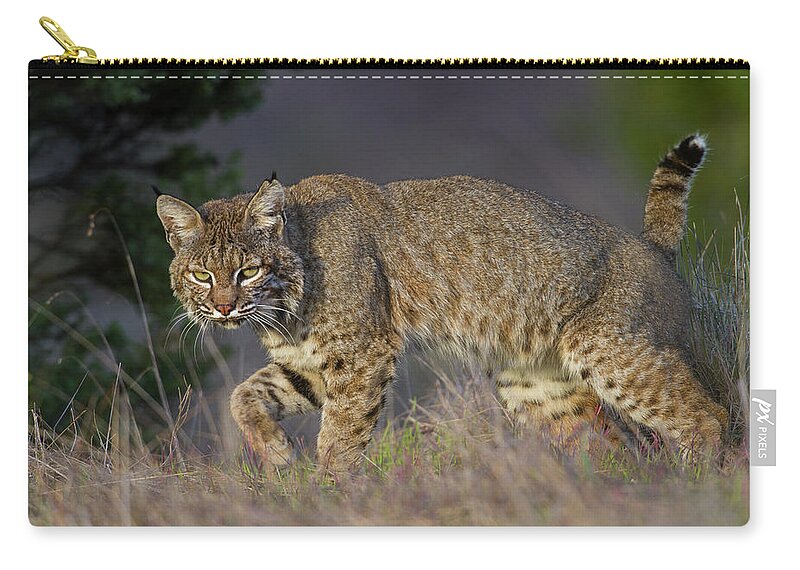 Bobcat Zip Pouch featuring the photograph Wild Bobcat by Mark Miller