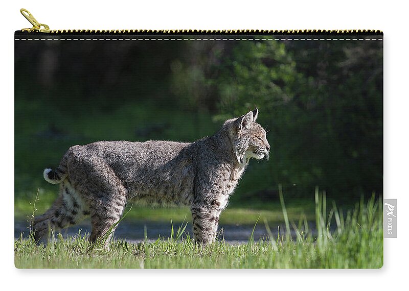 Wild Cat Zip Pouch featuring the photograph Wild Bobcat stands profile looking toward sun by Mark Miller