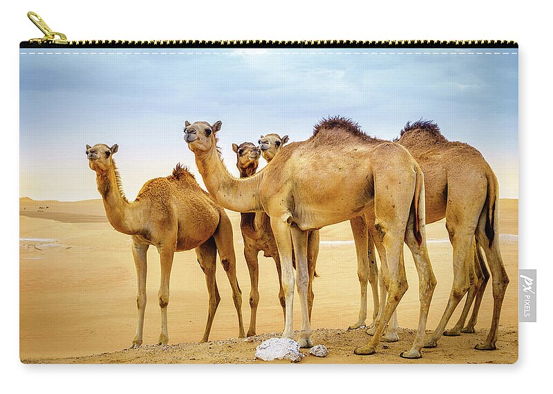 Abu Dhabi Zip Pouch featuring the photograph Wild camels in the desert by Alexey Stiop