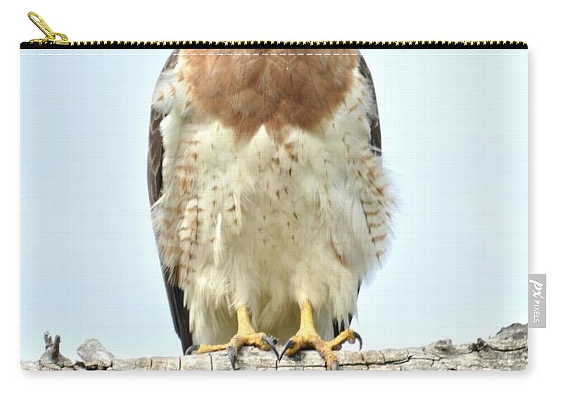 Hawk Zip Pouch featuring the photograph Wild Red Tail Hawk by Amy McDaniel