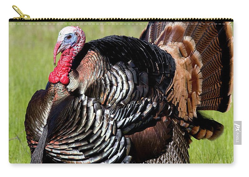 Wild Zip Pouch featuring the photograph Wild Turkey Display by Mark Miller
