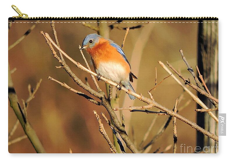 Bluebird Zip Pouch featuring the photograph Winter's Bluebird by Tami Quigley