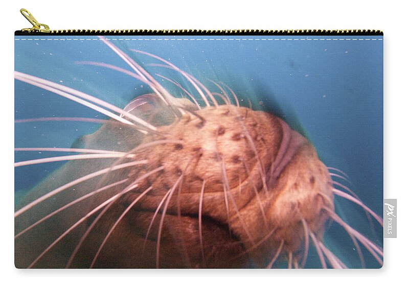 Diving_baja_mexico Zip Pouch featuring the photograph Wiskers and a Nose of Sea Lion by Matt Swinden