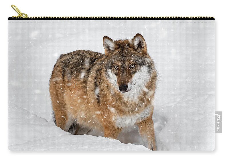 Gray Wolf Zip Pouch featuring the photograph Wolf Hunting in Winter by Arterra Picture Library