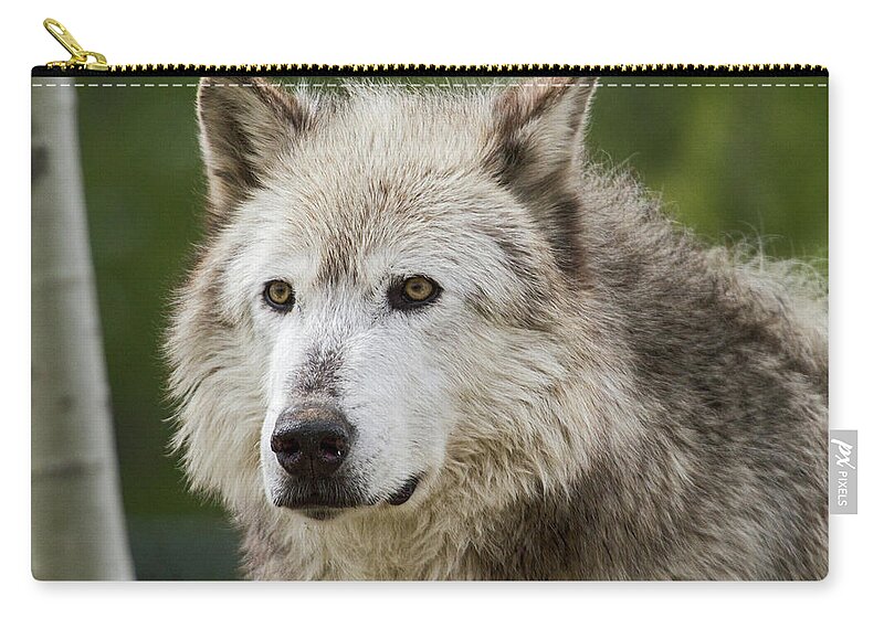 Wolf Carry-all Pouch featuring the photograph Wolf by Wesley Aston