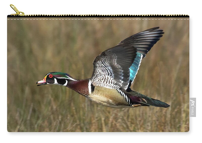 Animals Zip Pouch featuring the photograph Wood Duck Flight by Art Cole