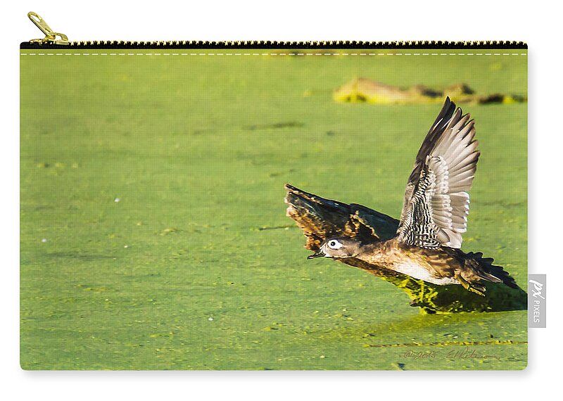 Heron Heaven Zip Pouch featuring the photograph Wood Duck Hen Takes Flight by Ed Peterson