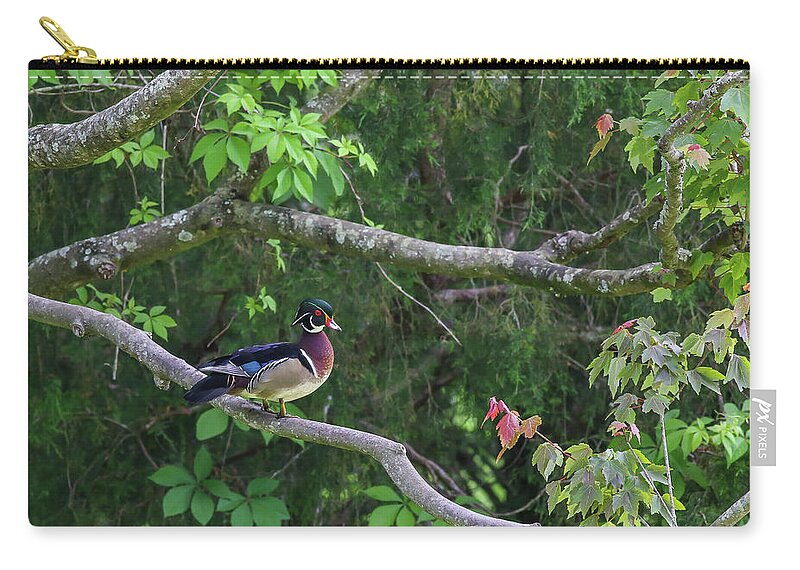 Waterfowl Zip Pouch featuring the photograph Wood Duck in tree by Kevin Craft