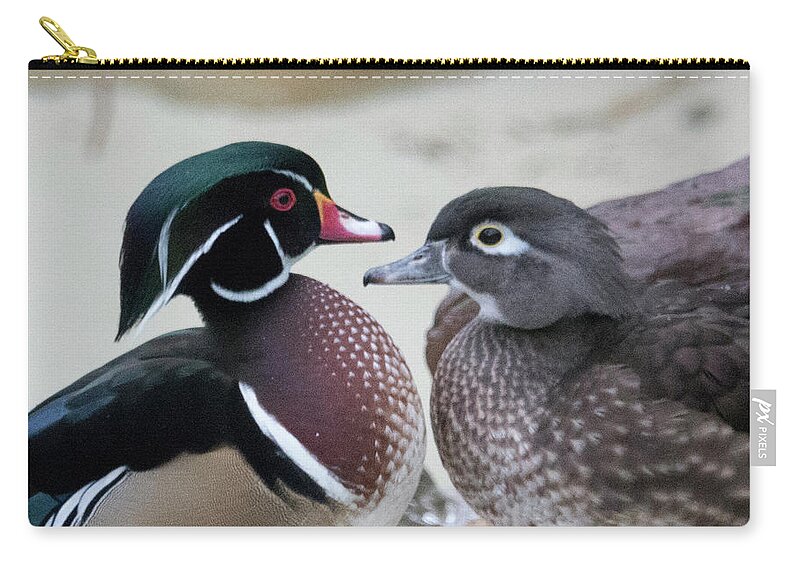 Wood Duck Zip Pouch featuring the photograph Wood Duck Pair in Love by Jack Nevitt