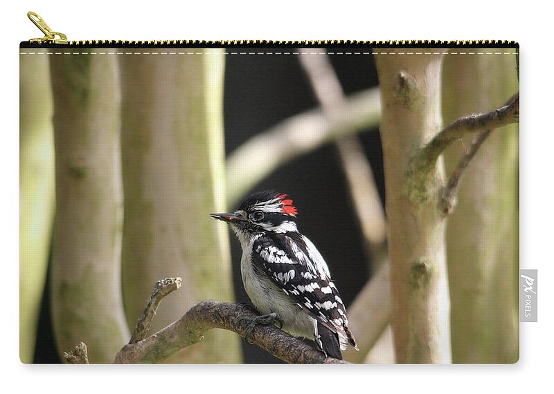 Birds Zip Pouch featuring the photograph Downy Woodpecker by Trina Ansel