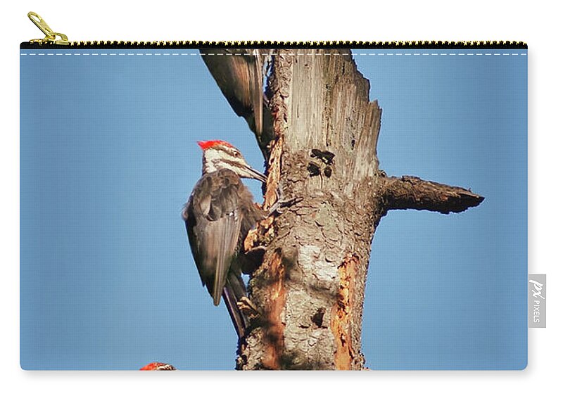 Bird Zip Pouch featuring the photograph Woodpecker Trio by John Christopher