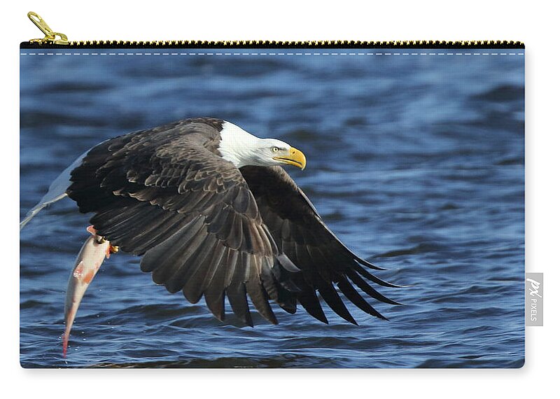 American Bald Eagle Zip Pouch featuring the photograph Working Hard for Dinner by Coby Cooper