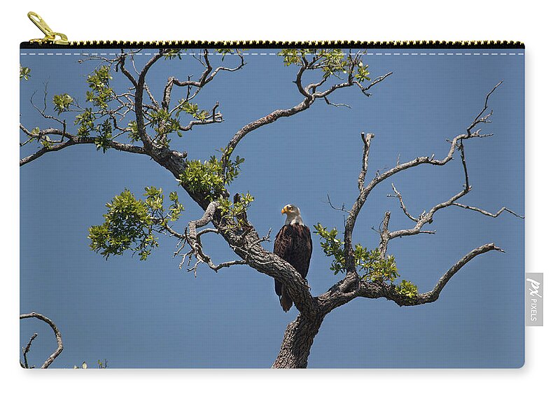 Photograph Zip Pouch featuring the photograph Yawkey Wildlife Reguge - American Bald Eagle by Suzanne Gaff