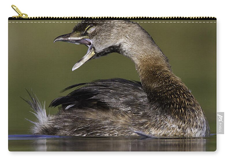 Grebe Zip Pouch featuring the photograph Yawning Grebe by Bryan Keil