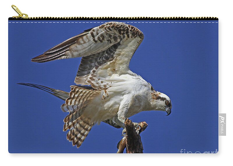 Bird Zip Pouch featuring the photograph Yearling Osprey by Larry Nieland