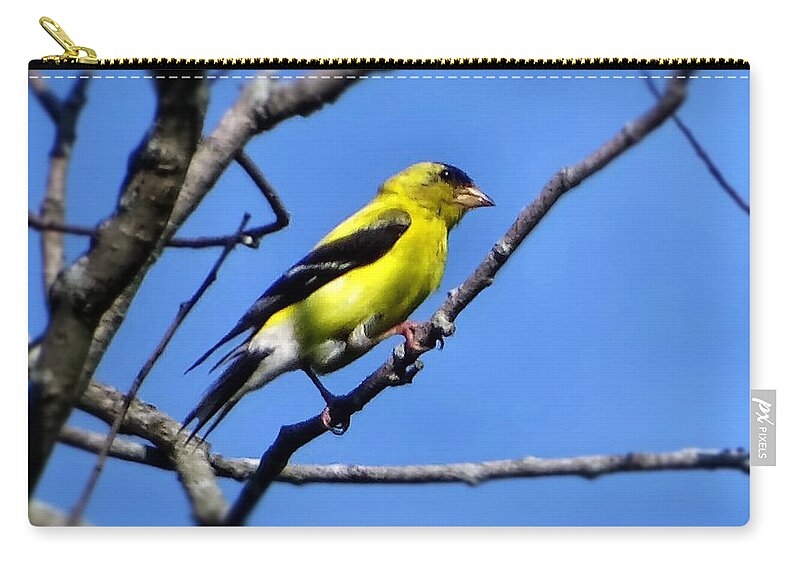Bird Zip Pouch featuring the photograph Yellow bird by Lilia S