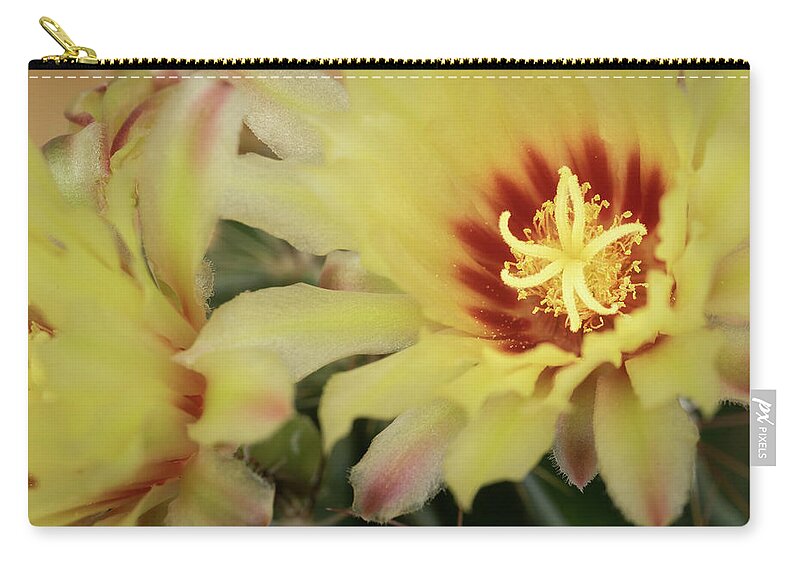 Blooming Flowers Zip Pouch featuring the photograph Yellow cactus plant flower by Michalakis Ppalis