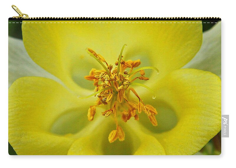 Columbine Zip Pouch featuring the photograph Yellow Columbine Square by Judy Vincent