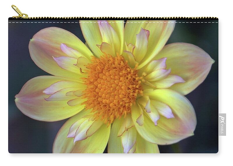 Dahlia Zip Pouch featuring the photograph Yellow Dwarf Dahlia by Patricia Strand