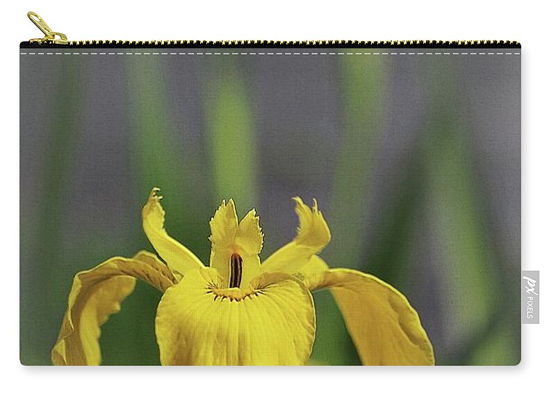 Iris Zip Pouch featuring the photograph Yellow Japanese Iris by Yumi Johnson
