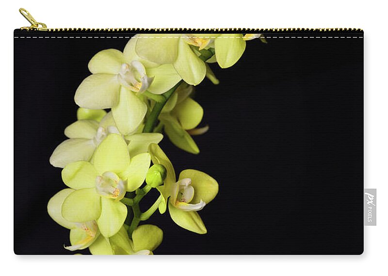 Yellow Zip Pouch featuring the photograph Yellow Phalaenopsis Taida Smile Little Green Moth orchid hybrid by Reimar Gaertner