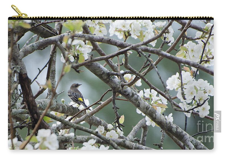 Bird Zip Pouch featuring the photograph Yellow-rumped Warbler In Pear Tree by Donna Brown